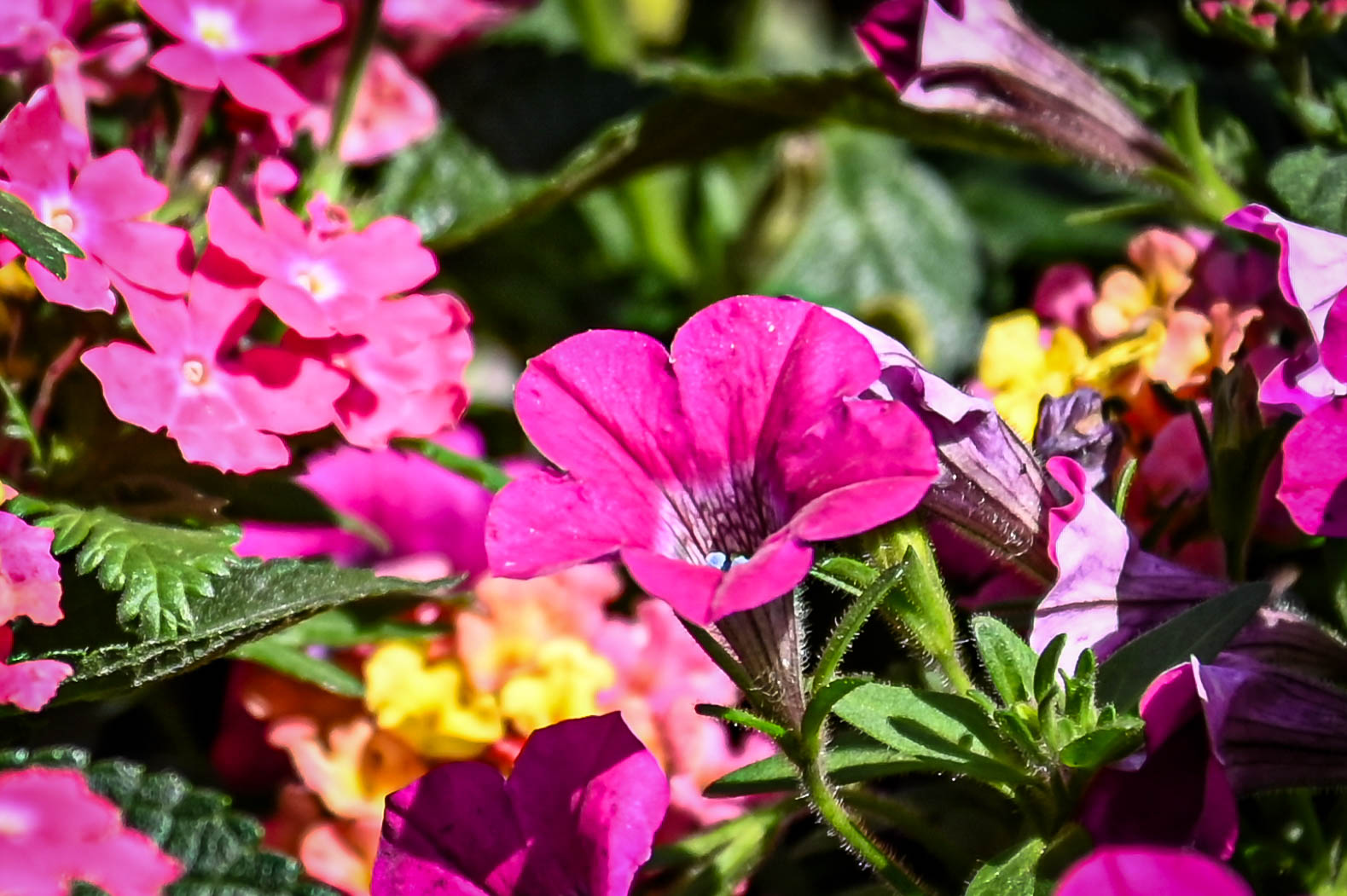 Blumen und Floristik bei Gartenbau und Baumschule Schollau