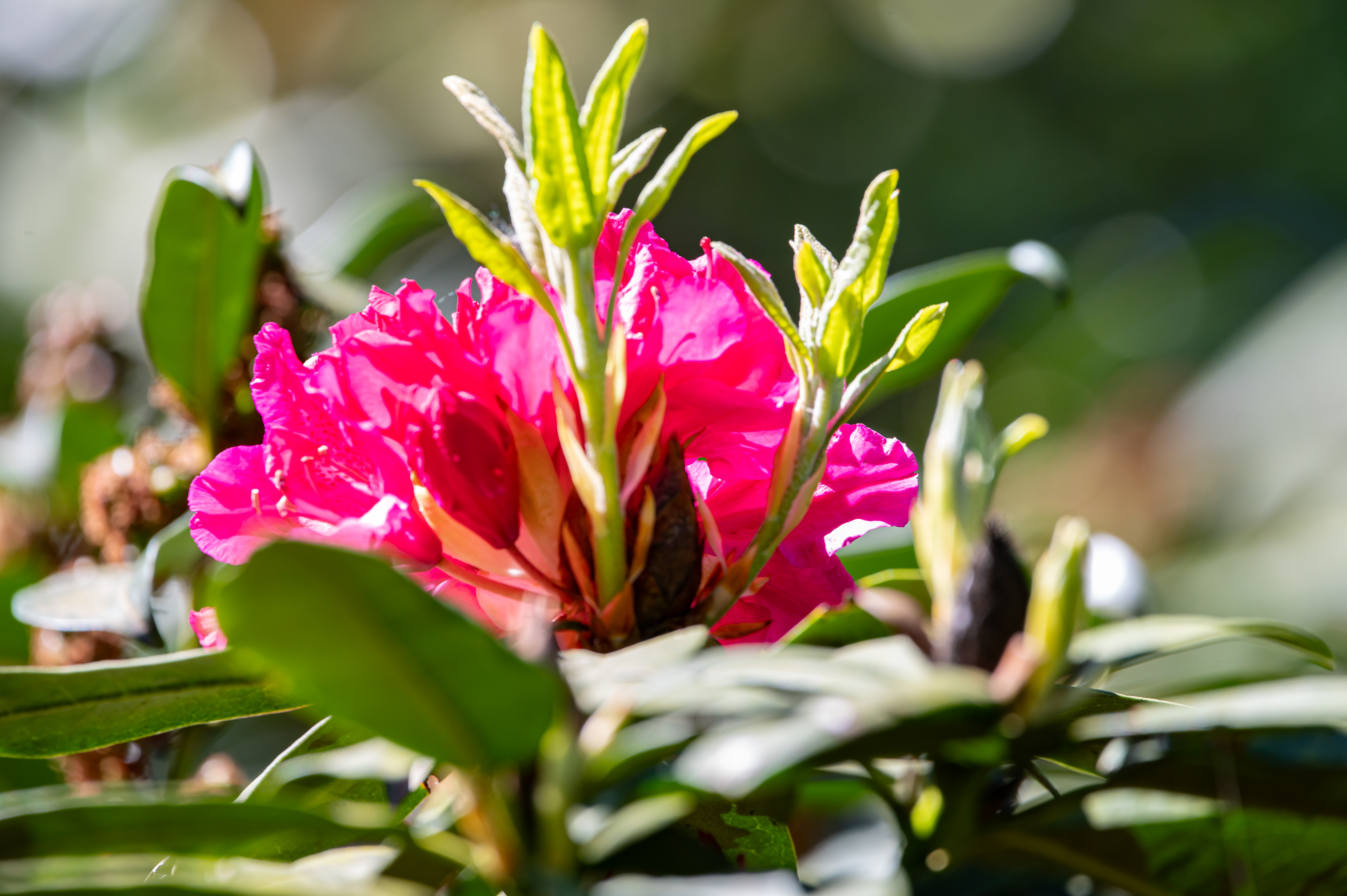 Handgefertigte Blumengestecke von Schollau