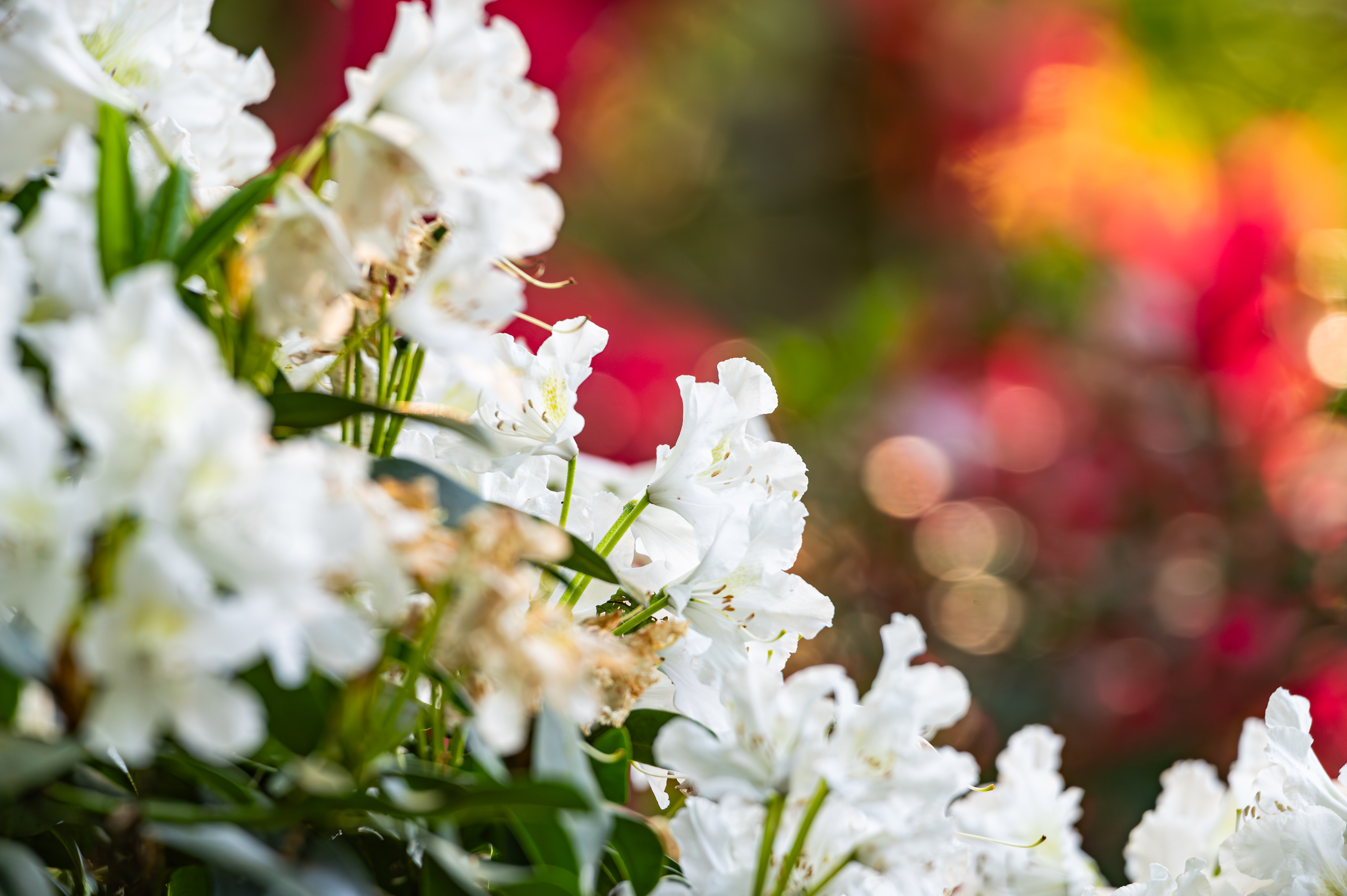 Gartenpflanzen und Gehölze