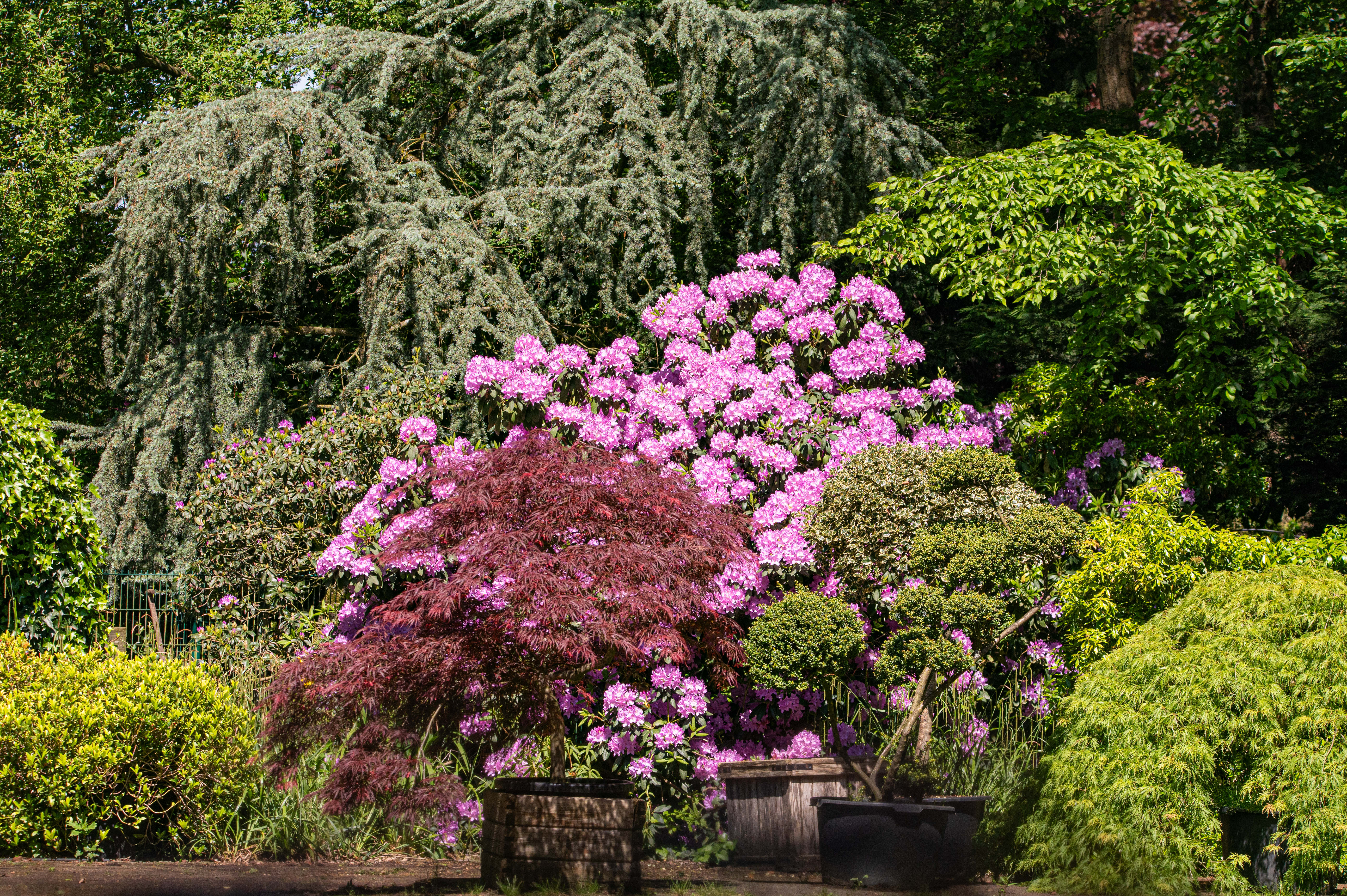 Pflanzen in der Gartenbau und Baumschule Schollau